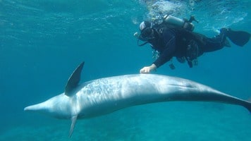 Nager avec les dauphins, un passage obligé à Eilat en Israel