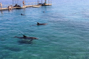 Dauphins en liberté à Dophin Reef à Eilat en Israel