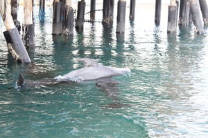 Dauphins s'amusant a Dolphin Reef a Eilat