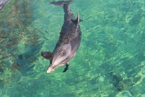 Photo d'un dauphin prise par Voyage En Israel