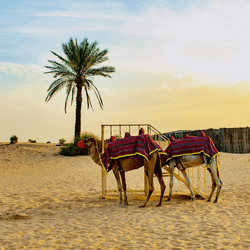 Visiter Israel le temps d'une escale en croisière